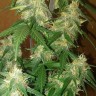 LSD feminised Ganja Seeds
