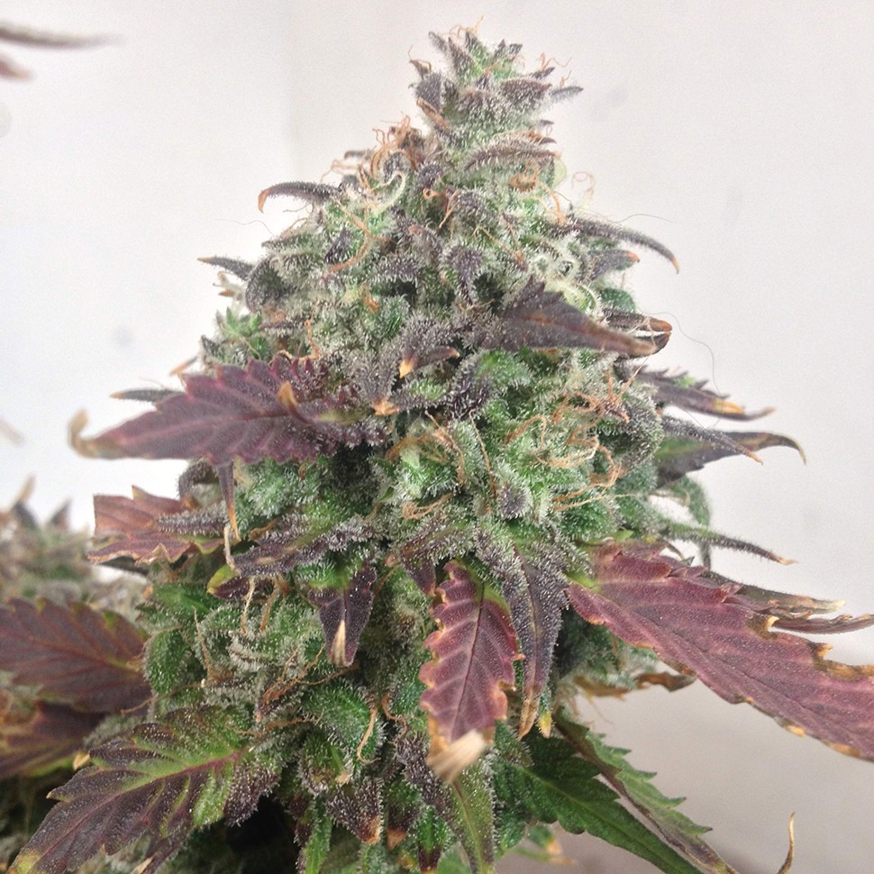 Семена конопли  Auto Caramella feminised Ganja Seeds