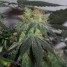 Семена ганжа Black Domina x G13 feminised Ganja Seeds Семена ганжа Black Domina x G13 feminised Ganja Seeds