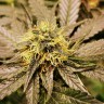 Семена ганжа Black Domina x G13 feminised Ganja Seeds Семена ганжа Black Domina x G13 feminised Ganja Seeds