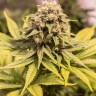 Семена ганжа Black Domina x G13 feminised Ganja Seeds Семена ганжа Black Domina x G13 feminised Ganja Seeds