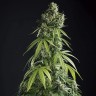 Семена ганжа  Auto Lemon feminised Ganja Seeds