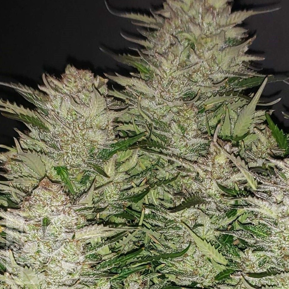 Семена ганжа  Auto Lemon feminised Ganja Seeds