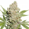 Семена ганжа  Auto Lemon feminised Ganja Seeds