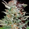 Семена ганжа  Auto Lemon feminised Ganja Seeds