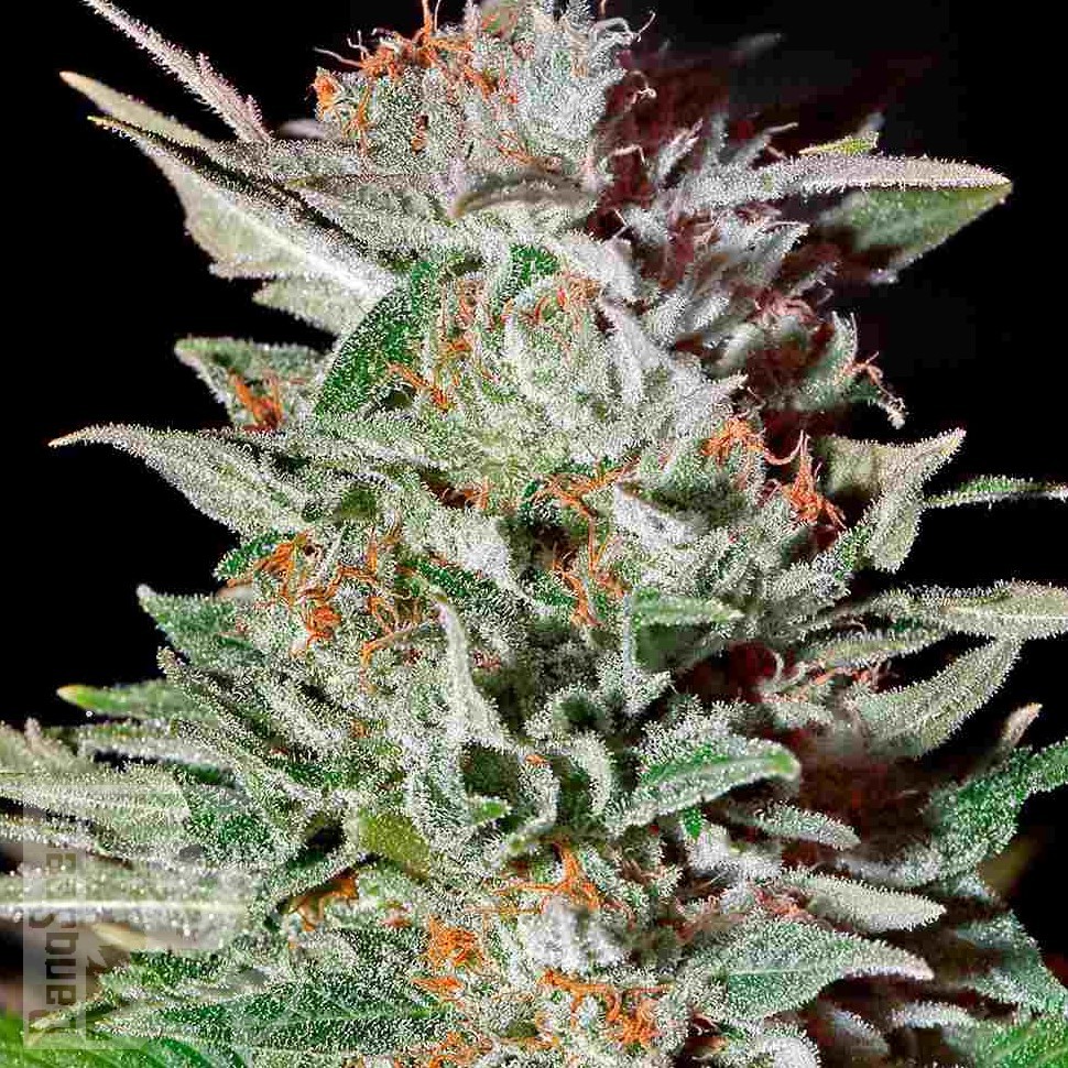 Семена ганжа  Auto Lemon feminised Ganja Seeds