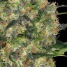 Семена каннабиса  Euforia regular Ganja Seeds