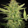 Семена каннабиса  Euforia regular Ganja Seeds