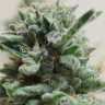 Семена каннабиса  Euforia regular Ganja Seeds