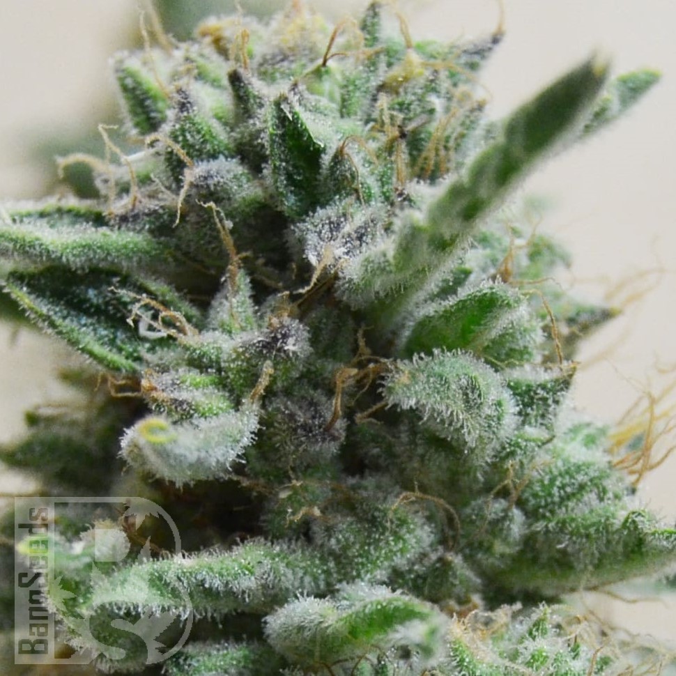 Семена каннабиса  Euforia regular Ganja Seeds