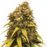 Семена марихуаны  AK-47 х Lowryder (Aklow) regular Ganja Seeds