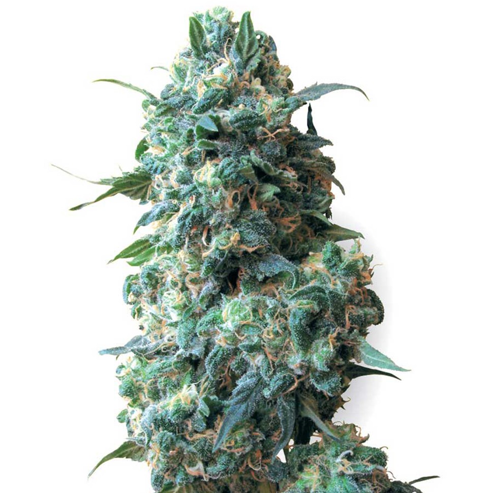 Семена конопли Afghan Kush feminised Ganja Seeds Семена конопли Afghan Kush feminised Ganja Seeds