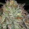 Семена марихуаны Afghan Kush feminised Ganja Seeds Семена марихуаны Afghan Kush feminised Ganja Seeds