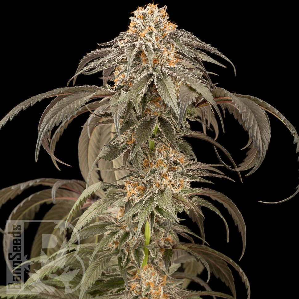 Семена марихуаны Afghan Kush feminised Ganja Seeds
