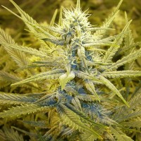 Auto Cream Caramel feminised Ganja Seeds