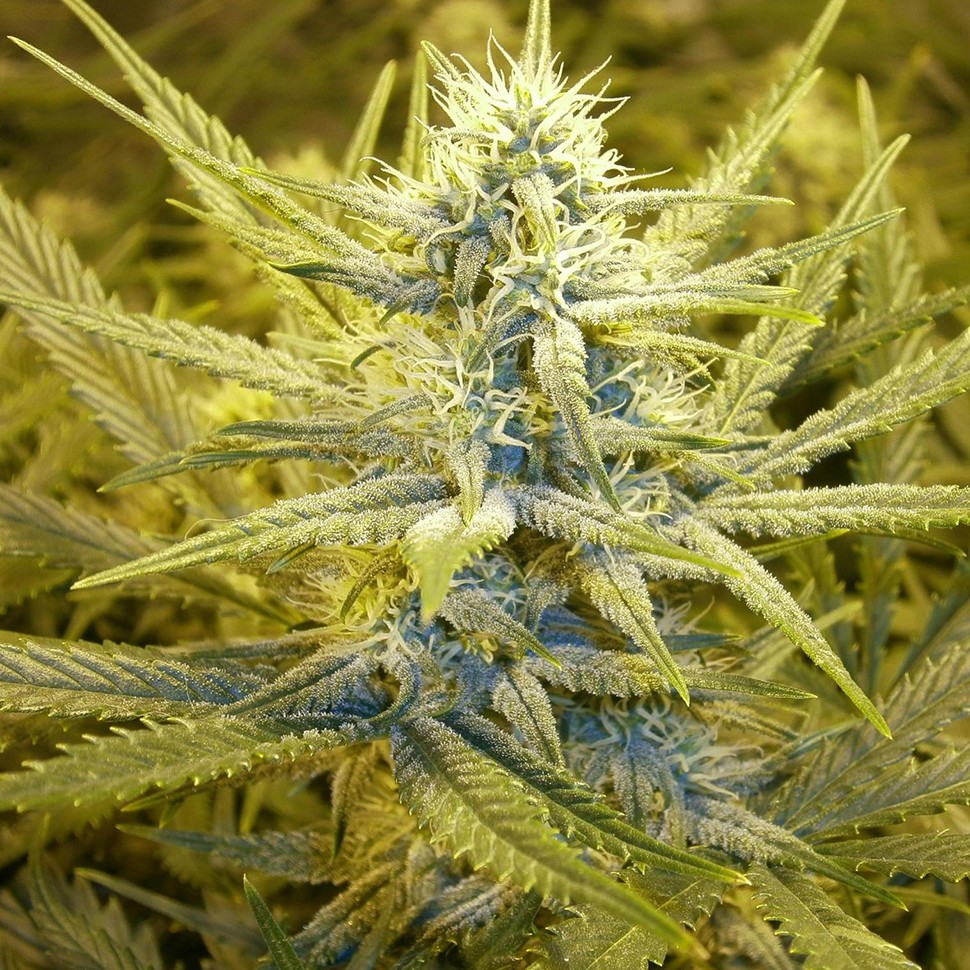 Семена  Auto Cream Caramel feminised Ganja Seeds