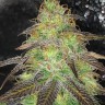 Семена  Auto Cream Caramel feminised Ganja Seeds