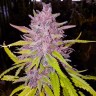 Семена  Auto Cream Caramel feminised Ganja Seeds
