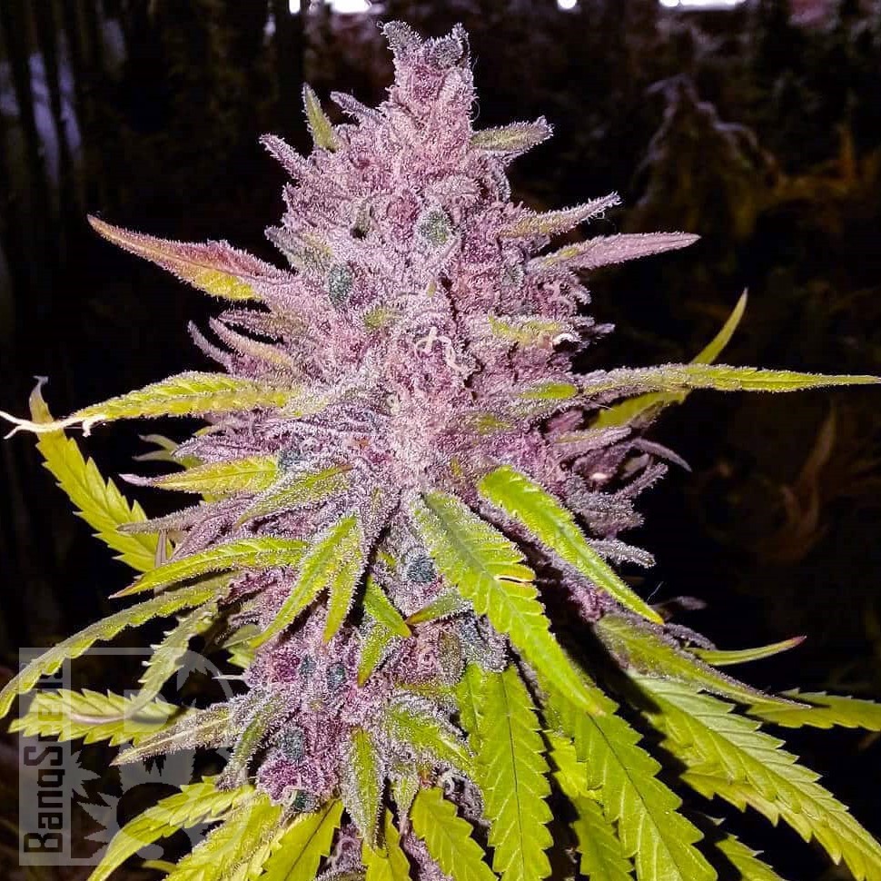 Семена  Auto Cream Caramel feminised Ganja Seeds