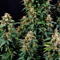 Watermelon Zkittlez feminised Ganja Seeds