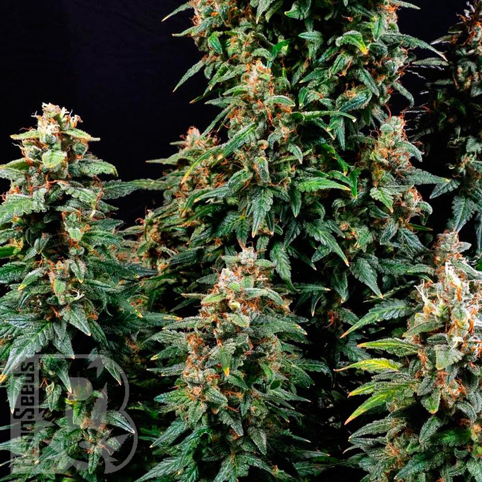 Семена конопли  Watermelon Zkittlez feminised Ganja Seeds