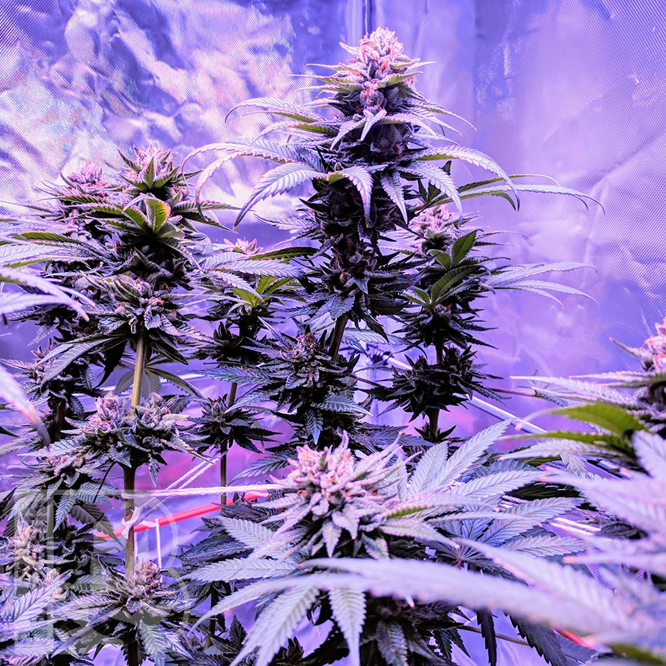 Семена  Pure Kush feminised Ganja Seeds