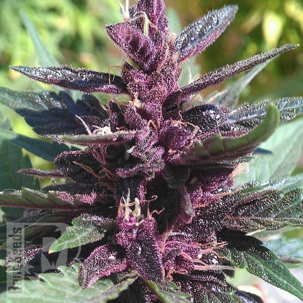 Семена  Pure Kush feminised Ganja Seeds