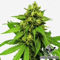 Northern Lights feminised Green Silk Road Seeds