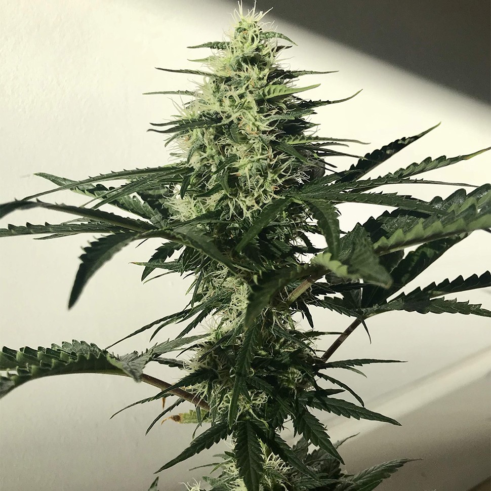 Семена каннабиса  Auto Afghan Kush feminised Ganja Seeds