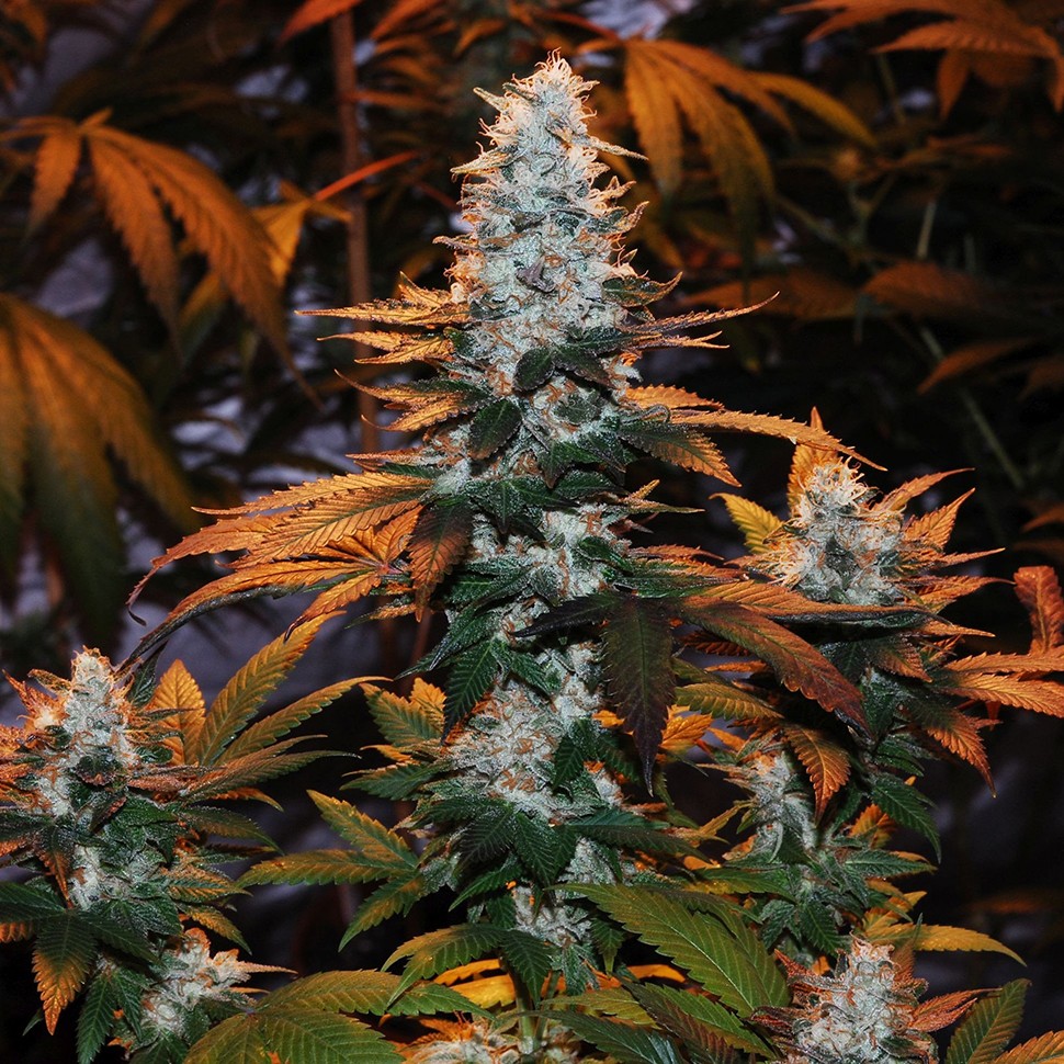 Семена  Auto Cream Mandarine feminised Ganja Seeds