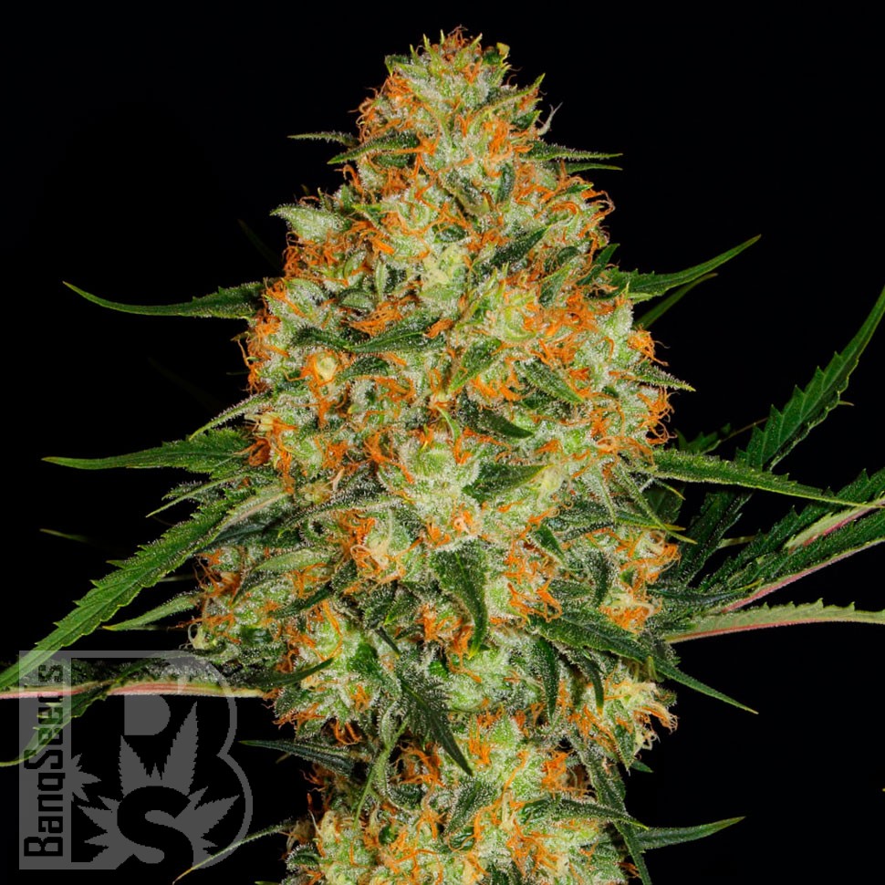 Семена марихуаны  Auto Candy Kush regular Ganja Seeds