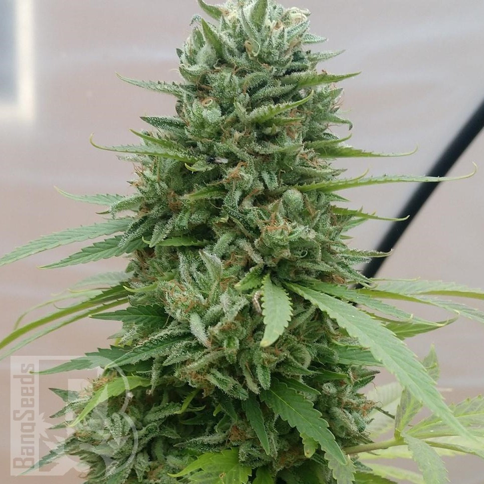 Семена конопли  G13 Haze regular Ganja Seeds