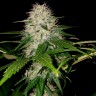 купить семена конопли с доставкой Somango feminised купить семена конопли с доставкой Somango feminised