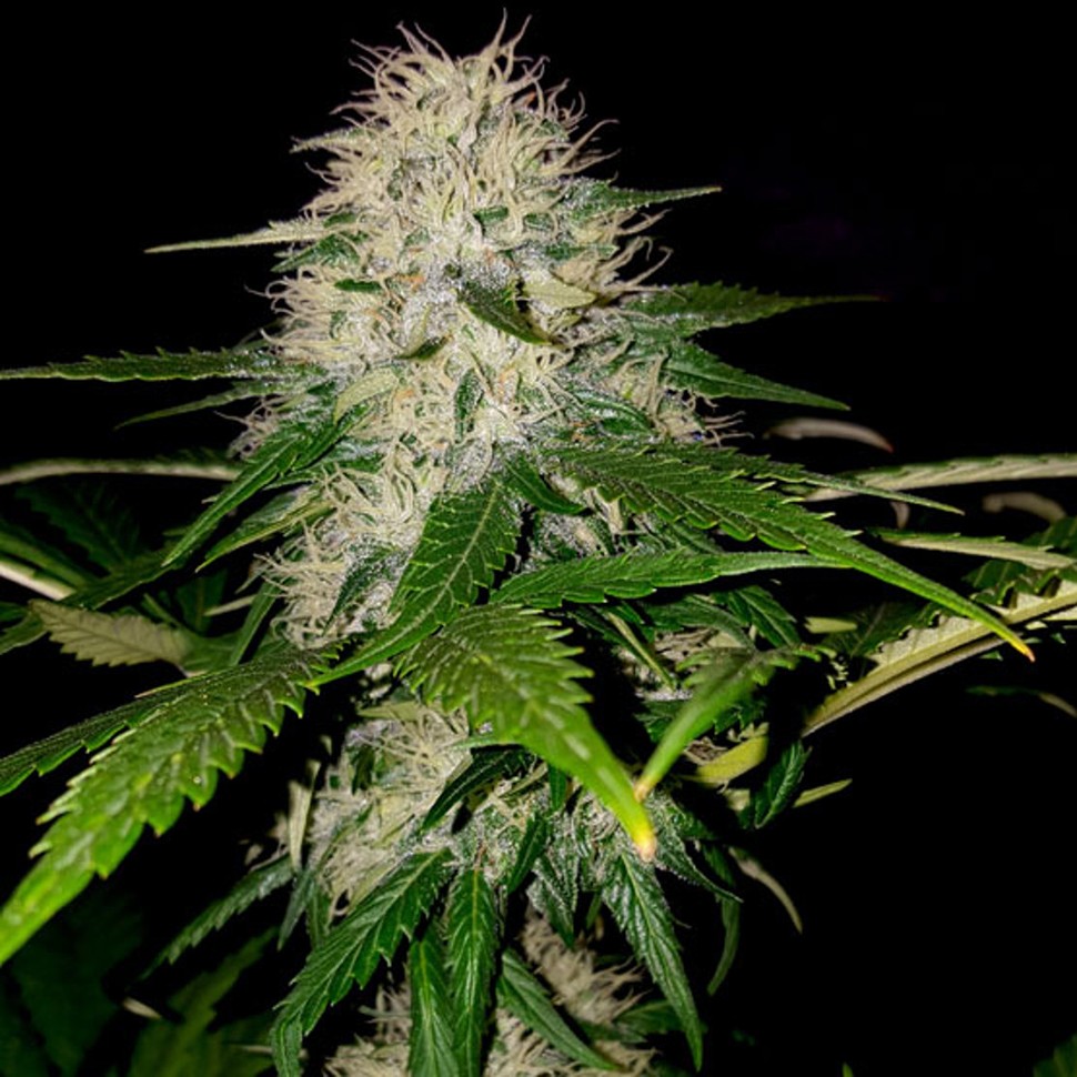 купить семена конопли с доставкой Somango feminised купить семена конопли с доставкой Somango feminised