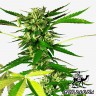 купить семена конопли дешево Somango feminised купить семена конопли дешево Somango feminised