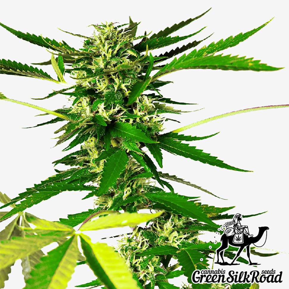 купить семена конопли дешево Somango feminised купить семена конопли дешево Somango feminised