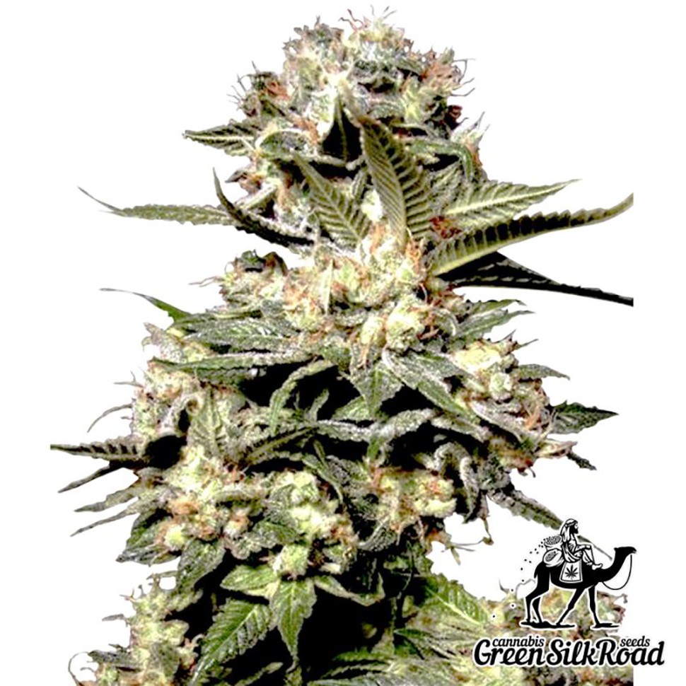 Семена конопли Somango feminised Green Silk Road Seeds