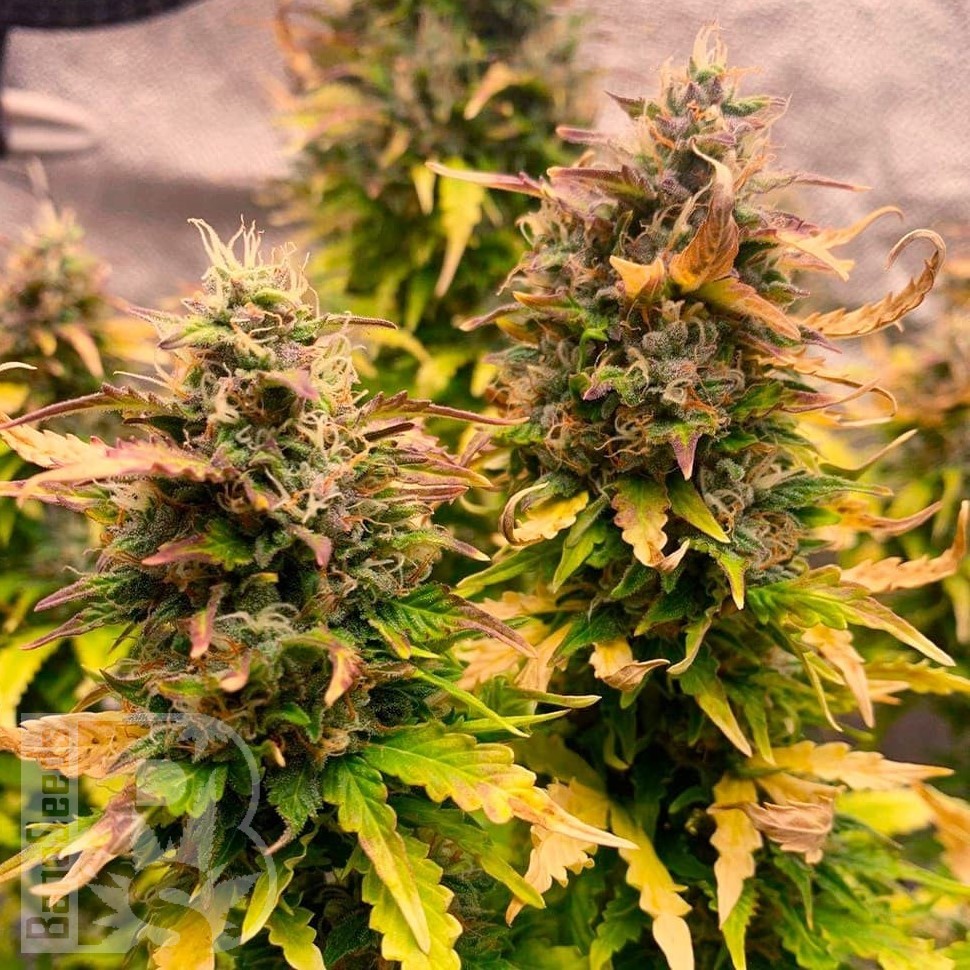 Семена ганжа Auto Mandarine XXL feminised Ganja Seeds Семена ганжа Auto Mandarine XXL feminised Ganja Seeds