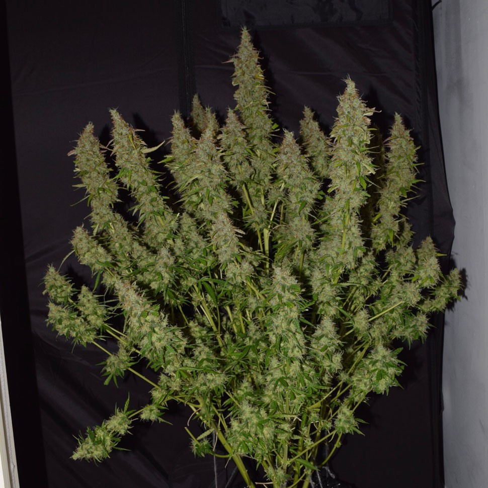 Семена каннабиса Auto Big Bud feminised Ganja Seeds