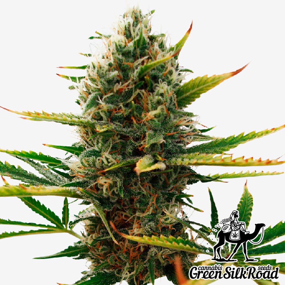 Семена ганжа  Super Skunk feminised Green Silk Road Seeds