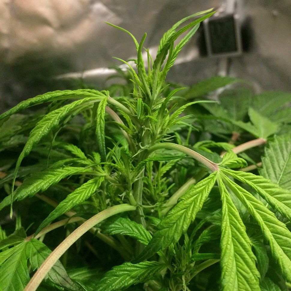 Семена  Auto AK 49 feminised Ganja Seeds