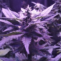 Auto AK 49 feminised Ganja Seeds