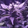 Auto AK 49 feminised Ganja Seeds