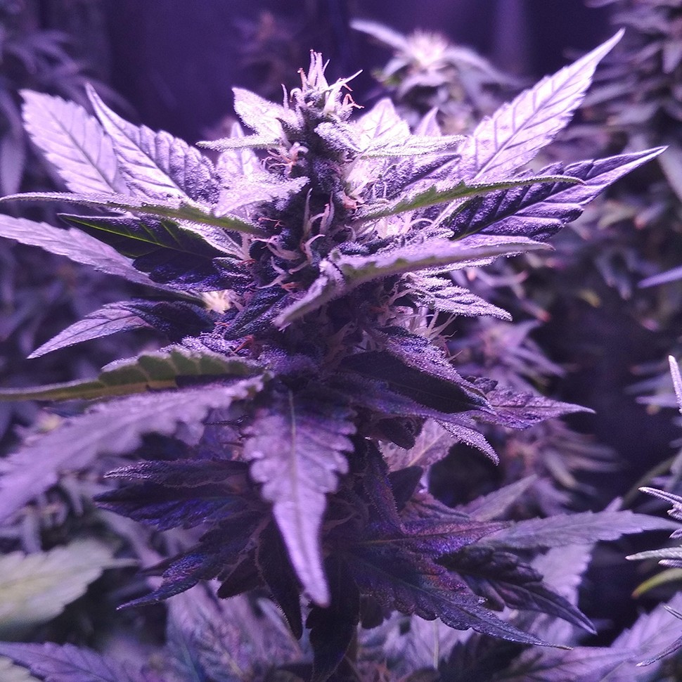 Семена  Auto AK 49 feminised Ganja Seeds
