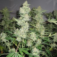 Skunk x Great White Shark feminised Ganja Seeds