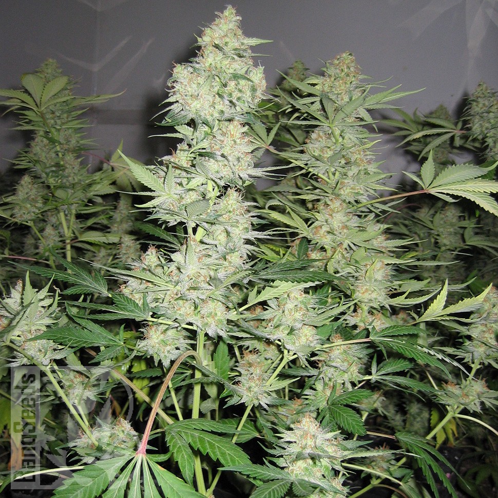 Семена  Skunk x Great White Shark feminised Ganja Seeds