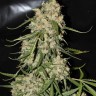 Семена каннабиса  Narkush regular Ganja Seeds