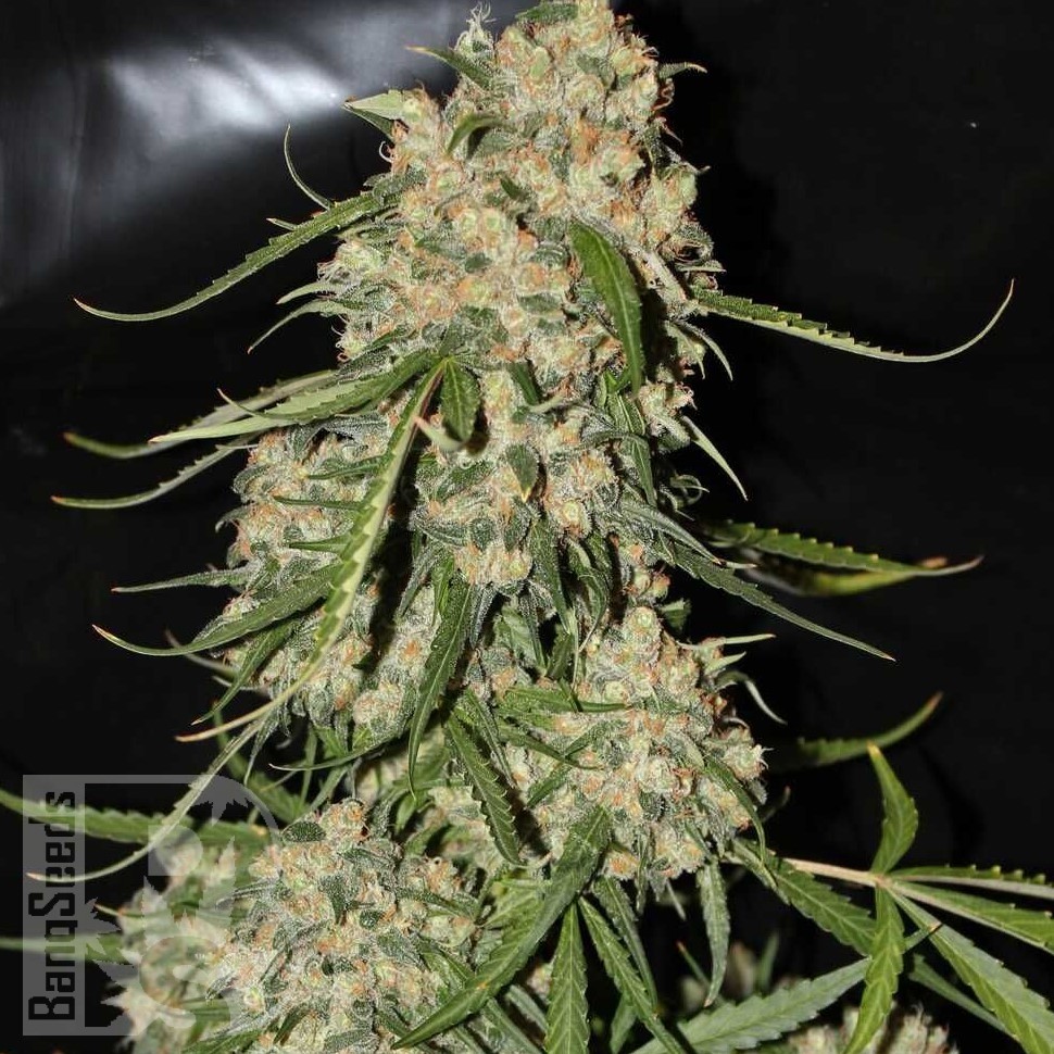 Семена каннабиса  Narkush regular Ganja Seeds