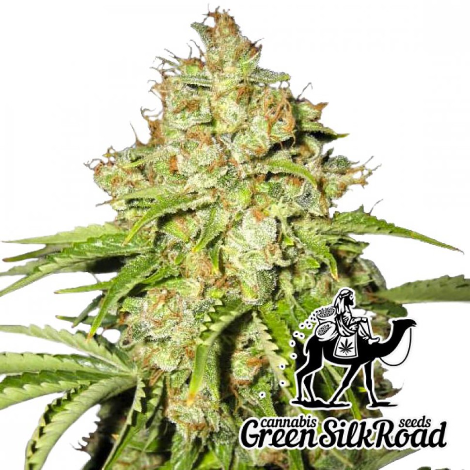Семена  White Russian feminised Green Silk Road Seeds