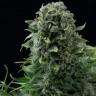 Семена каннабиса  Auto White Dwarf CBD feminised Ganja Seeds